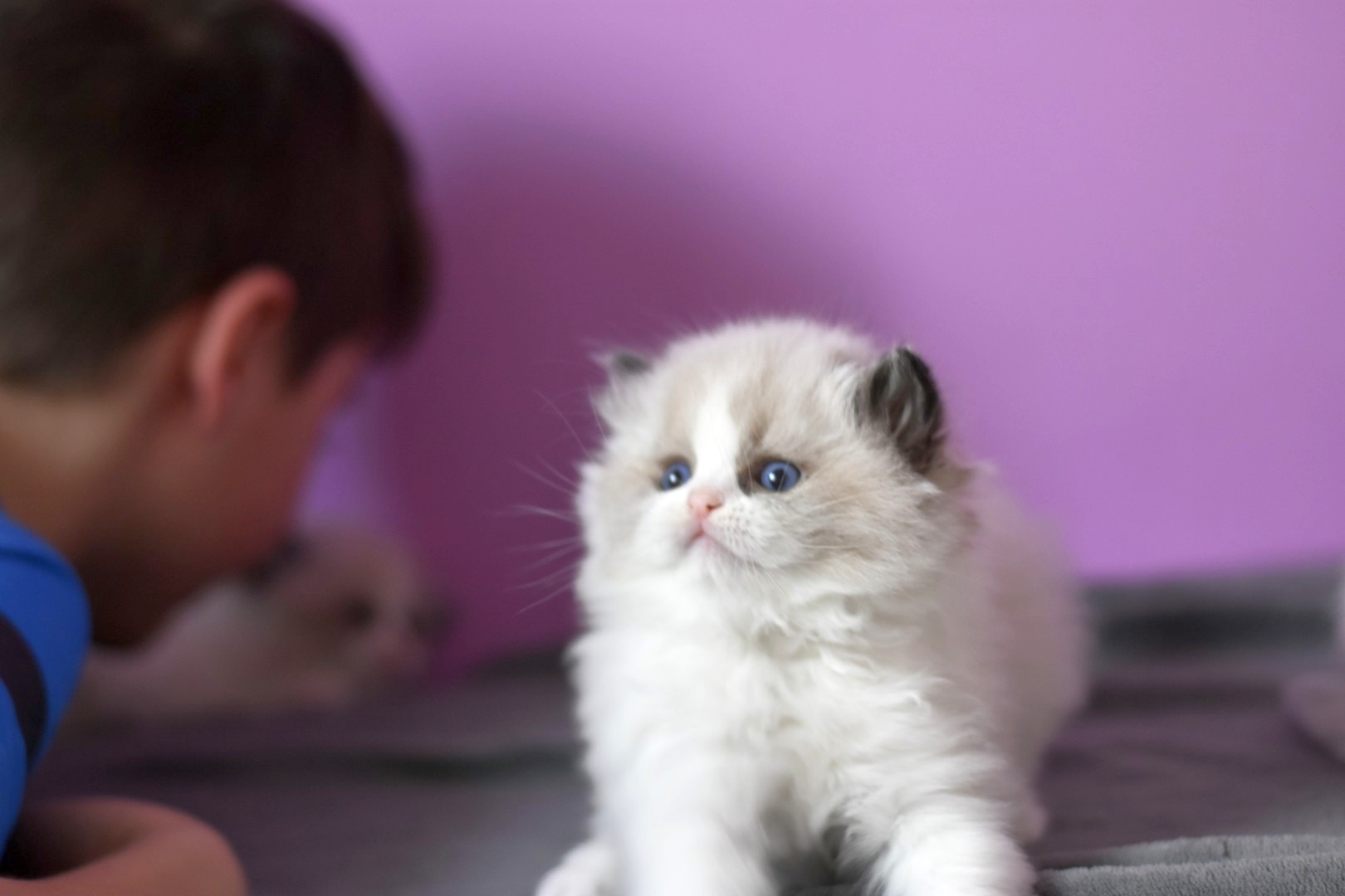 /images/Galeria/Cicák-gyerekek (Cats&Chirldren)/_DSC5787.JPG